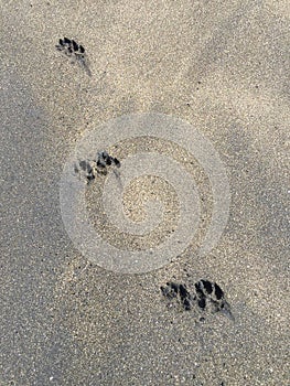 Paw prints