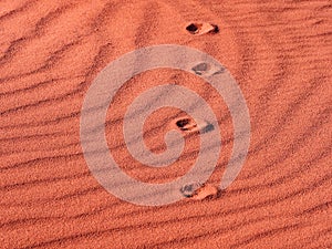 Paw Prints in the red sand in Wadi Rum Desert, Jordan