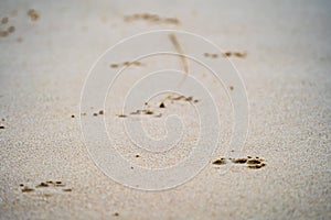 Paw Prints In The Sand