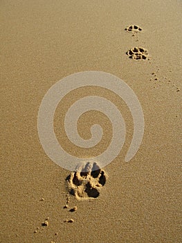 Paw Prints in Sand