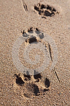 Paw prints in sand