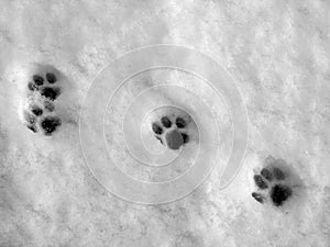 Paw prints on img