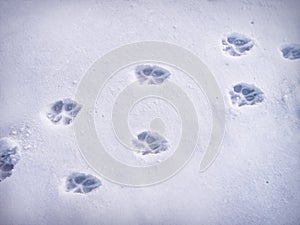 Paw prints in snow