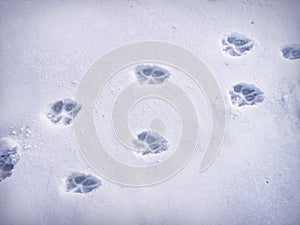 Paw prints in img