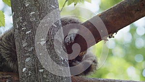 Paw of a raccoon sleeping on a tree under the sun