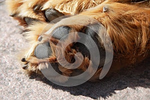 Paw of sleeping dog