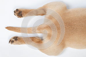 Paw and tail of brown dog