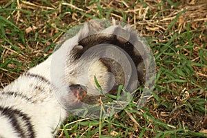 Paw of a tiger at rest, claws retracted