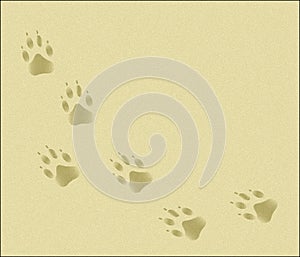 Paw Tracks in Sand