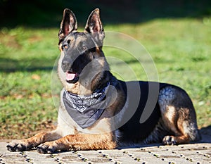 A pawfect day in the park. an adorable german shepherd sitting in a garden.