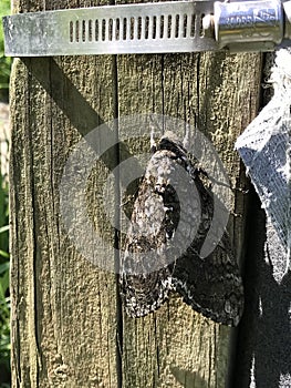 Pawpaw Sphinx Black Gray and White Moth - Dolba hyloeus - Morgan County Alabama