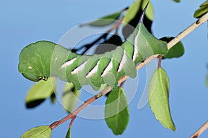 Pawpaw Sphinx moth caterpillar on a tree branch.