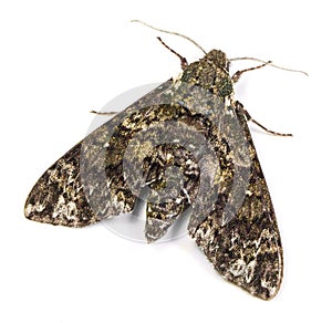 Pawpaw Sphinx moth photo