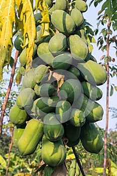 Pawpaw Tree photo