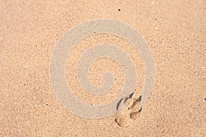 Pawprint on the sand photo