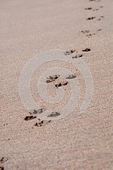 Pawprints on Sand
