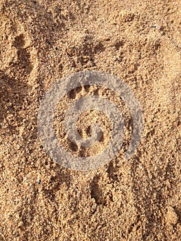 Pawprints in the sand photo