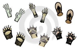 Paws of animals or footprints and wildlife. hands of monkey and dog, bear, cat and hoof of cow. Domestic or farm or pets