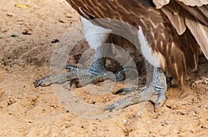 Paws of a bird of prey