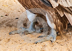 Paws of a bird of prey