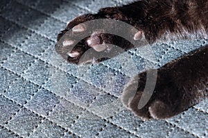 paws of a black cat with dark pads, cute desktop screensaver