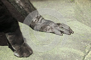 Paws of a black gorilla in nature