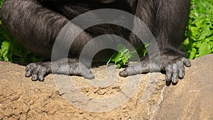 Paws of a black gorilla in nature