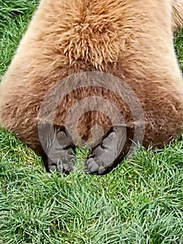 Paws of a brownbear, backside