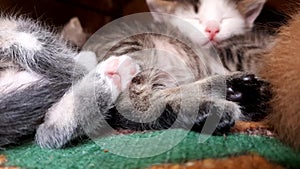 Paws of cats twitch during sleep, a family of small sleeping kittens