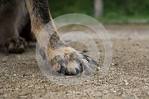 Paws of German Shepherd Dog. Slovakia