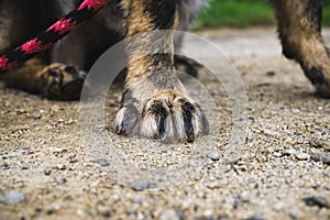 Paws of German Shepherd Dog. Slovakia