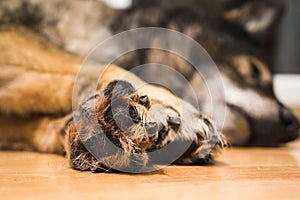 Paws of German Shepherd Dog. Slovakia