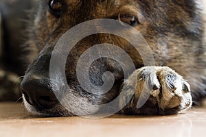 Paws of German Shepherd Dog. Slovakia