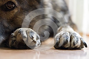 Paws of German Shepherd Dog. Slovakia