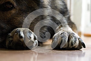 Paws of German Shepherd Dog. Slovakia