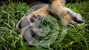 Paws of German Shepherd Dog. Slovakia