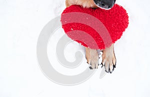 Valentines Day card with dog on white background. Paws of German Shepherd of red color on snow with large soft toy red heart