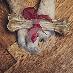 Paws and gift bone