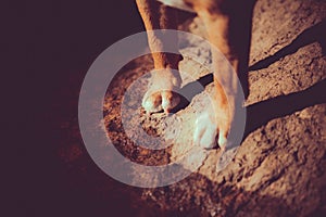 The paws of a ginger dog standing on a rock by the calm waters of a lake on a sunny day. The nature, relaxation, companionship,