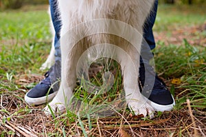 The paws of the golden retriever and the owner`s boots on the green grass.