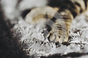 Paws and pads of a small baby tabby kitten at home