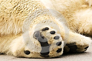 Paws of polar bear. Ursus maritimus.