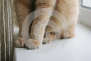 Paws of a red cat sitting on the windowsill close-up