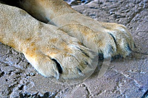 Paws of a resting lion