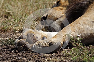 Paws of sleeping lion male, Kenya