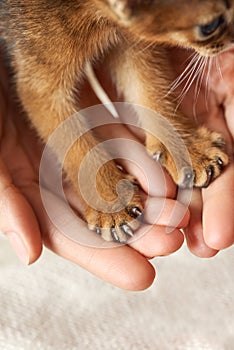 Paws of a small brown kitten in the hands