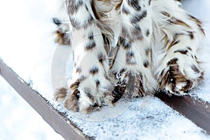 Paws of spotted color Springer Spaniel in the snow close-up. Dog is lost in winte outdoors