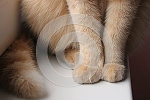 Paws and tail of a red cat that sits on the windowsill close-up.