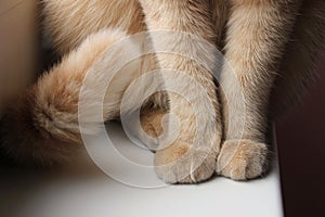 Paws and tail of a red cat that sits on the windowsill close-up.