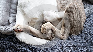 Paws and tails of oriental shorthair white and tabby kitten sleeping together.